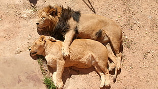 photography of two Lions lying on soil during daytime